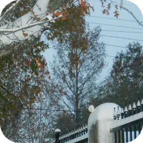 snow on the fence 